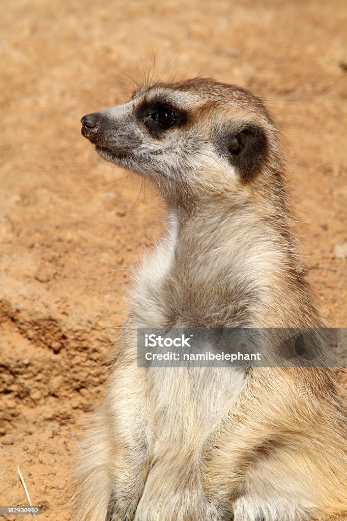 meerkat meerkat (suricate) Africa Stock Photo