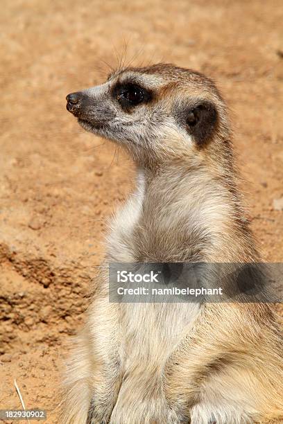 Meerkat Stock Photo - Download Image Now - Africa, Animal, Animal Hair