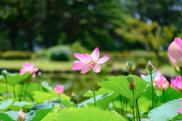 istock Lotus flowers in the pond 1829313738