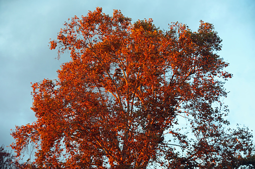 Autumn colored sycamore leaves changed its canopy into a showy fiery red at sunset in the San Gabriel Valley.