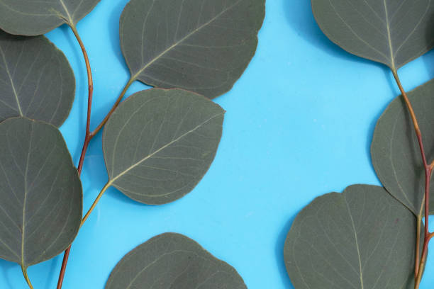 istock Green leaves of eucalyptus on blue background. 1829348427