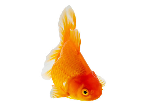 istock Oranda goldfish isolated on white background close up 1829352867