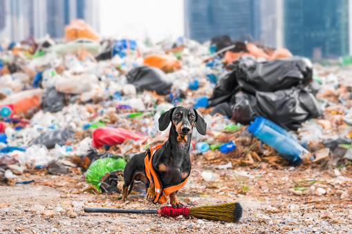 Dachshund janitor dog with broom in worker uniform, yellow vest stands helplessly with paw raised near pile of garbage, city waste dump with plastic bag Problem of planet pollution, ecology, recycling