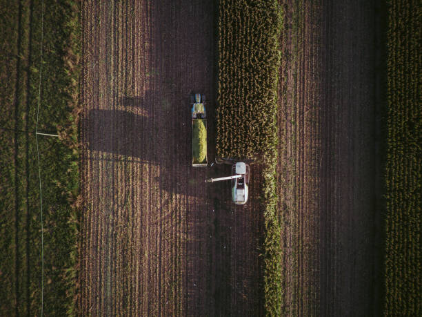 istock aerial view corn harvester chop green silage for cattle blown to wagon pulled by tractor in field 1829358884