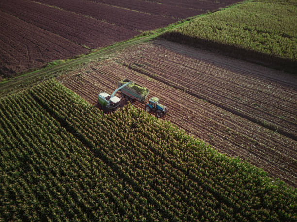 istock aerial view corn harvester chop green silage for cattle blown to wagon pulled by tractor in field 1829358888