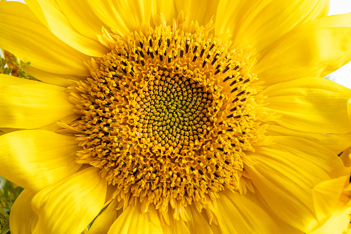Close-up of the middle of a sunflower flower