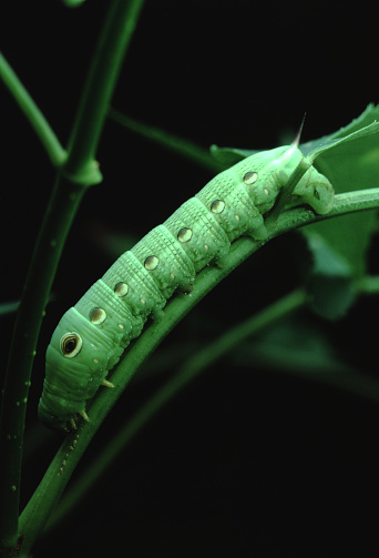 Ash Sphinx Moth (Manduca Jasminearum) Larva Caterpillar