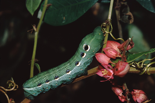 Ash Sphinx Moth (Manduca Jasminearum) Larva Caterpillar