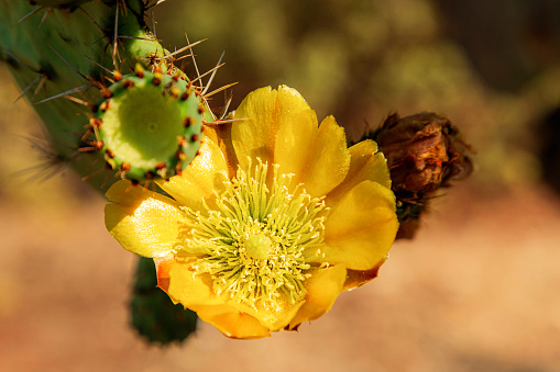 Prickly pears (Opuntia ficus-barbarica) with yellow fruits at sunset