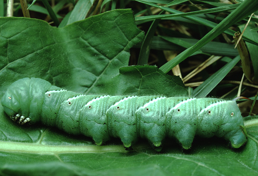 Carolina Sphinx Moth Caterpillar (Manduca Sexta)