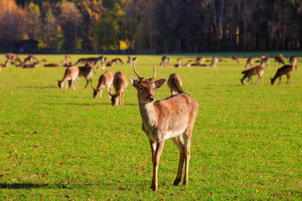 istock Young male red deer (Cervus elaphus) grazing in the meadow 1829390855
