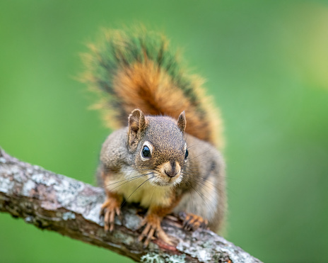 American Red Squirrel on tree branch with blurred green background