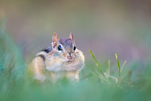 Eastern chipmunk (Tamias striatus) on rock with cocked tail -- a typical posture