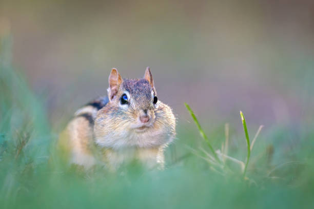 Eastern Chipmunk in grass with stuffed cheeks Close-up of Eastern Chipmunk in grass with stuffed cheeks eastern chipmunk photos stock pictures, royalty-free photos & images