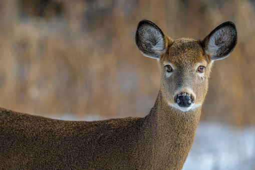 Close-up of White-tailed Deer side-on looking at camera