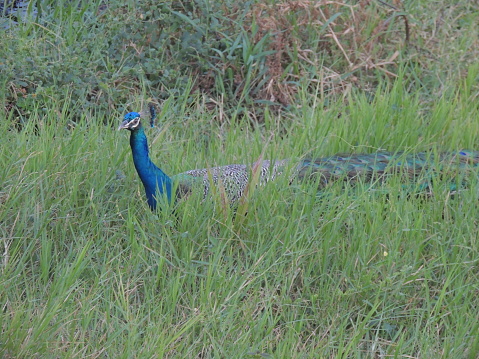 The Indian peacock, also known as common peacock or blue peacock, is a species belonging to the genus Pavo of the family Phasianidae. It is a bird native to the Indian subcontinent, being the national bird of India. It can be found in dry semi-desert prairies, thickets and perennial forests.pavo cristatus