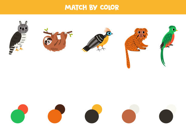Match South American  and colors. Educational worksheet for kids. Cute cartoon harpy eagle, sloth, hoatzin, tamarin and quetzal. Match South American animals and colors. Educational game for color recognition. hoatzin stock illustrations
