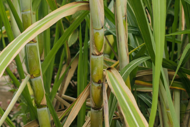 istock fresh sugar cane in garden. 1829461776