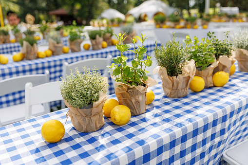 Fresh citrus fruit and greens on a plaid tablecloth