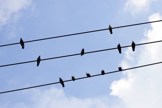 istock Silhouette birds on wire cable against blue sky 1829491752
