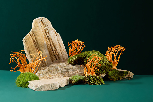 On a dark green background, stone slabs, cordyceps and green moss are displayed. Cordyceps contains the rare substance Selenium, which can help strengthen the body's immune system.