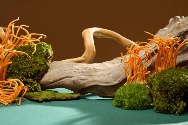 istock Cordyceps and verdant moss on rocky terrain against a blue-brown background. Simple setup, perfect for featuring healthcare products with natural ingredients in a medical-themed context. 1829518341