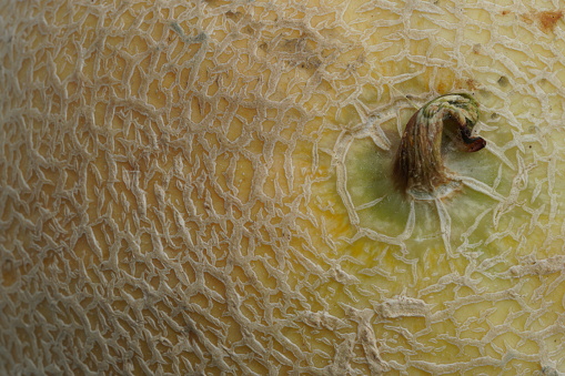 Melon fruit, super macro view