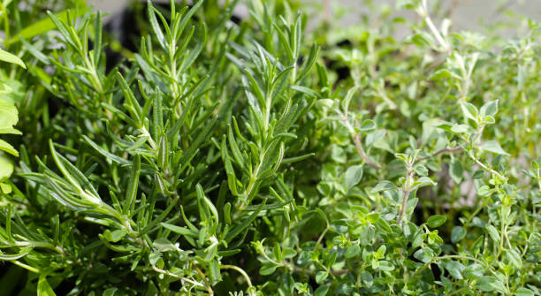 istock Fresh herbs in the garden 1829570837