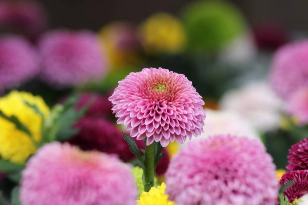 Surrounded by other colorful Chrysanthemum Pompon flowers