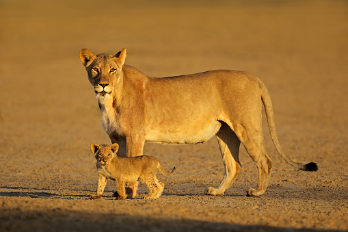 A lioness with small cub (Panthera leo) in early morning light, Kalahari desert, South Africa
