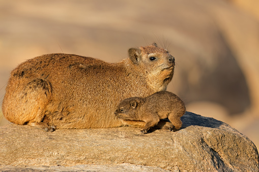 A rock hyrax (Procavia capensis) with small pup basking on a rock, Augrabies Falls National Park, South Africa