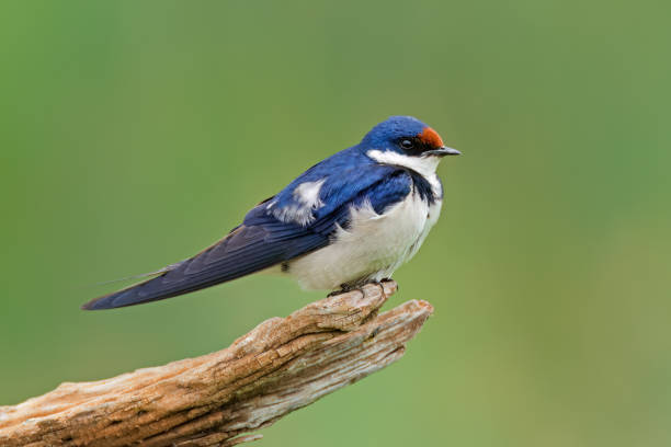 istock White-throated swallow (Hirundo albigularis) perched on a branch, South Africa 1829603406