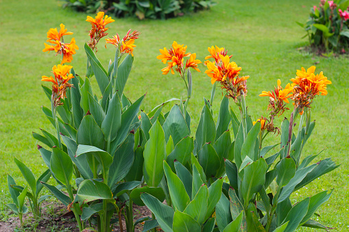 Orange canna flower in the garden