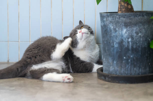 British shorthair cat lying on floor scratching