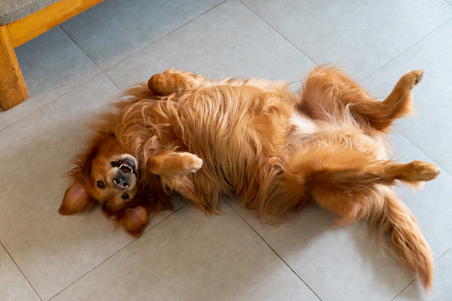 Golden Retriever lying on the floor with his stomach exposed