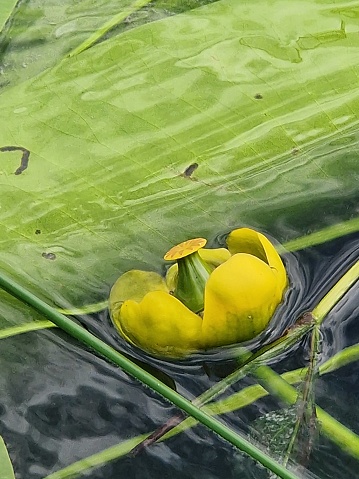 Teichrose gelb - Seerose
