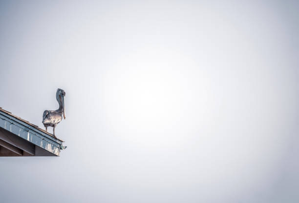 Pelicans perched on a wooden railing overlooking the ocean at Clearwater Beach, Florida