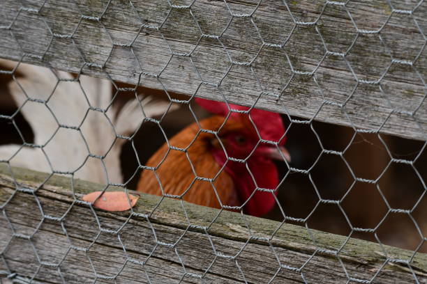 istock Rooster in a hen house 1829667981