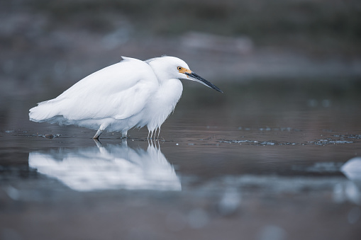 Snowy egret making reflection in the water