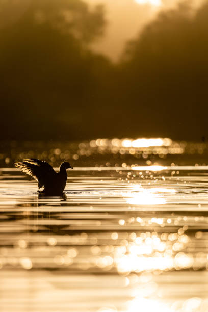 This is a picture of a duck, flying around a local Texas bayou, at sunset.