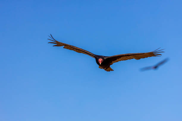 istock Majestic Turkey Vulture in Fly 1829669025