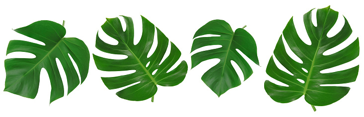 Set of Tropical Jungle Leaf, Monster leaves or swiss cheese plant isolated on white background.