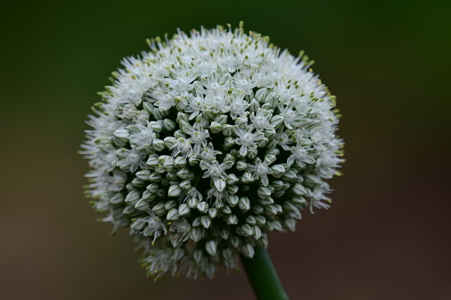 Allium close up