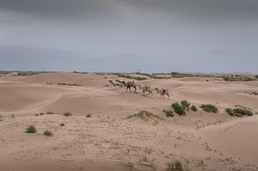 Caravan of camels. Kubuqi desert, Xiangshawan Resort, Inner Mongolia, China. Sunset sky with copy space for text