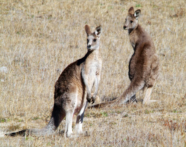 istock Red Kangaroos in the wild 1829720265