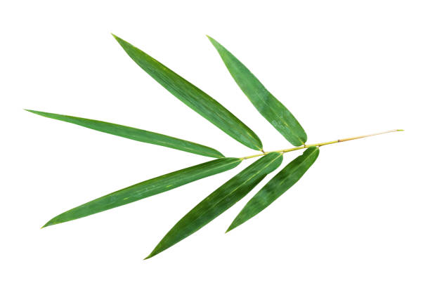 istock Bamboo leaf branch isolated on white background with clipping path. 1829737124