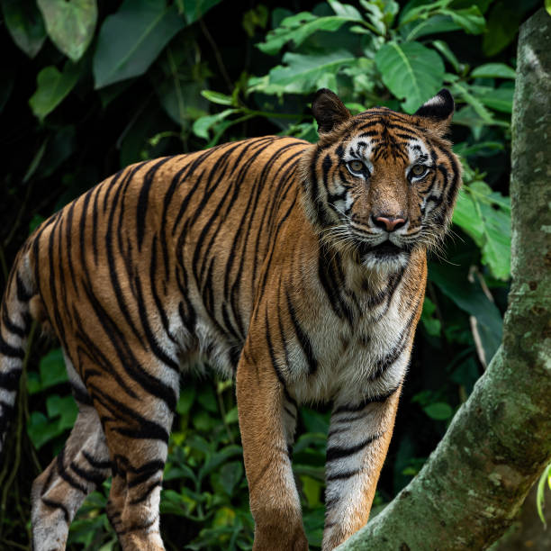 istock Photos of tiger in naturally. 1829740802