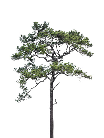 Pine tree isolated on transparent background. PNG File