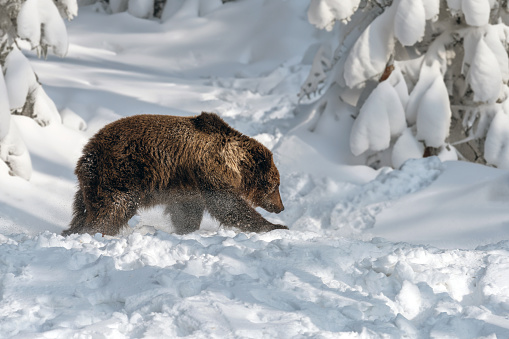 Closeup Adult Brown bear in cold time. Animal in wild winter nature. Action wildlife scene with dangerous animal