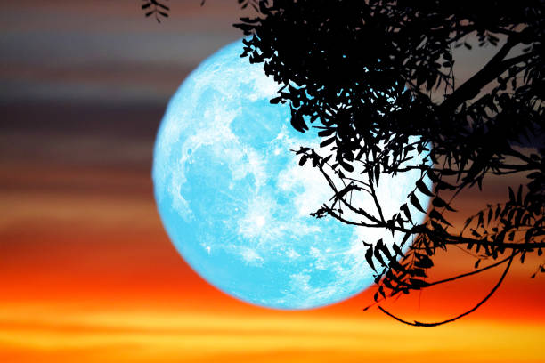 istock Super full blue moon and silhouette tree in the night sky 1829776884